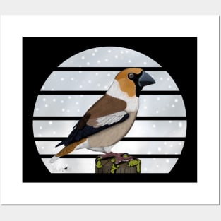 Hawfinch Winter Snow Bird Watching Birding Ornithologist Gift Posters and Art